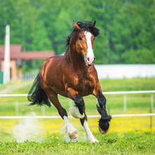 Bay Vladimir Heavy Draft Horse Runs Gallop On The Meadow