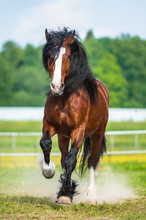 Bay Vladimir Heavy Draft Horse Runs Gallop On The Meadow
