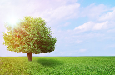 Sticker - Big lonely tree in field. Beautiful summer landscape.