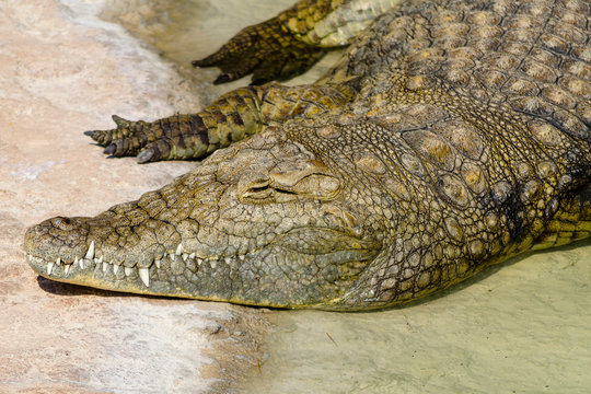 Wall Mural - The alligator resting in the hot sun