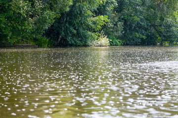 Poster - raindrops on surface of pond in summer