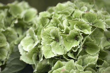 Wall Mural - Green Hydrangea flower (Hydrangea macrophylla) in a garden