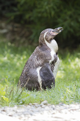 cute penguin on the beach