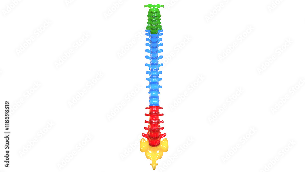 Human Skeleton Spinal cord Anatomy (Anterior view) Stock Illustration ...