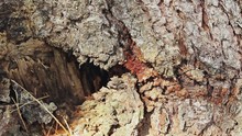 Ants Crawling Up And Down On A Tree Bark. Macro Shot.