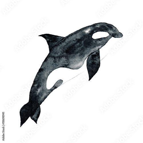 Foto Killer Whale Watercolor hand-painted Illustration Sea animals Blue Whales Isolat