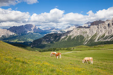 Cow On The Alpine Mountain Hill Pasture