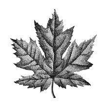 Engraving Maple Leaf Hand Drawn Vector Illustration