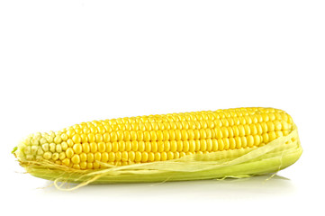 Wall Mural - Fresh sweet corn isolated on white background