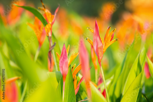 Bird of paradise flower