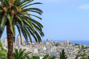 Wall Mural - Genoa old city view with palm