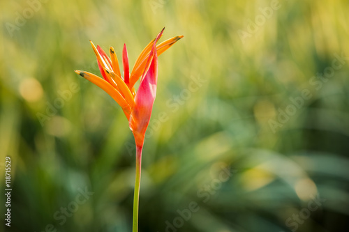 Bird of paradise flower