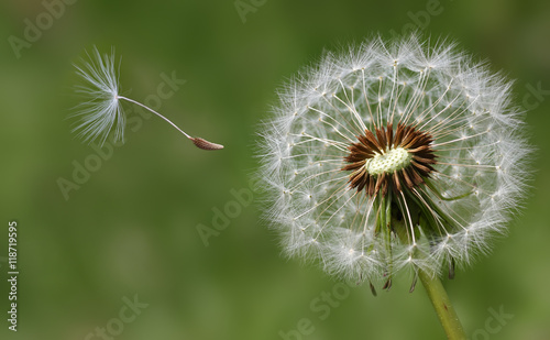 Cuadros en Lienzo Dandelion condolence or sympathy card