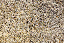 Full Frame Background: Thatch Roof