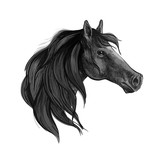Fototapeta Konie - Black horse sketch of arabian mare