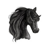 Fototapeta Konie - Black horse head sketch portrait