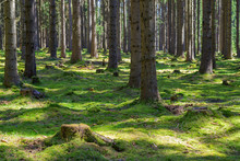 Stump Green Moss Spruce Pine Coniferous Tree Forest Park Wood Root Bark Sunlight Background