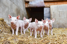 Cute - Group Of Young Piglets In Straw