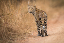 A Leopard Looking Back In The Kruger.