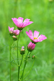 Fototapeta Krajobraz - beautiful  flowers closeup