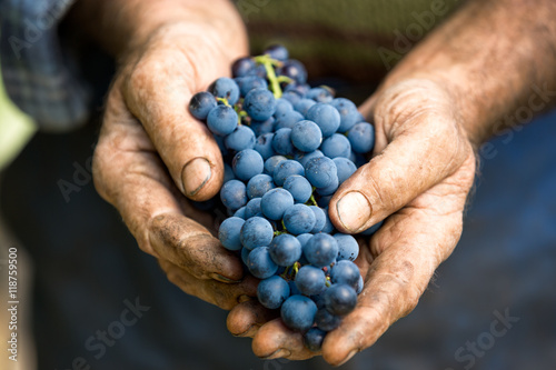 Cuadros en Lienzo Mano que sostiene fresco racimo de uvas