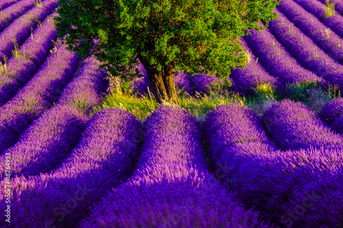 lawendowe-pole-na-plaskowyzu-valensole-prowansja-francja