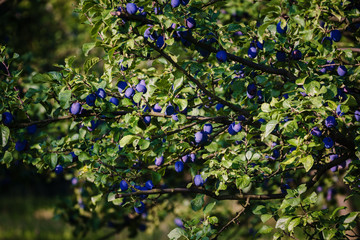 Wall Mural - blue plums on the tree fruit