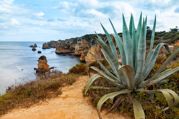 Wall Mural - Algarve coast with agave plant in foreground