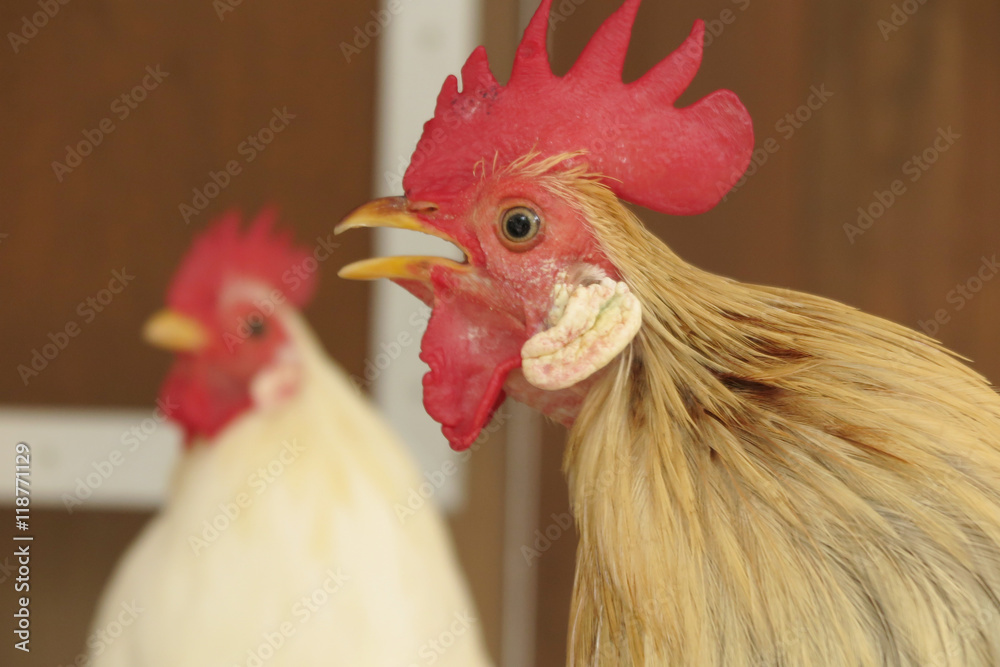 鳴くニワトリの顔 Stock Photo | Adobe Stock
