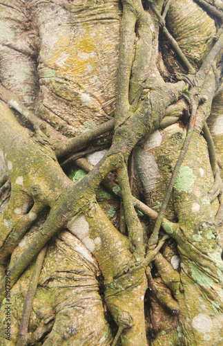 Fotografia, Obraz Parasitic plant invading and strangling a tree trunk