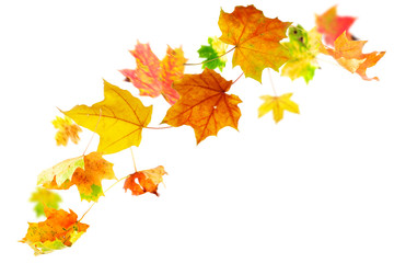 Wall Mural - falling autumn maple leaves on white background