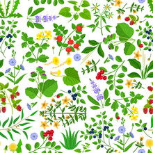 Wild Herbs, Flowers And Berries Seamless Pattern. Hand Drawn Grass Vector Background