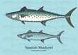 Spanish Mackerel. Vector illustration for artwork in small sizes. Suitable for graphic and packaging design, educational examples, web, etc.