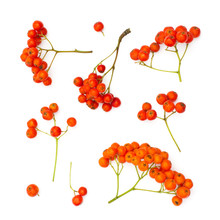 Isolated Juicy Rowanberries On A White Background