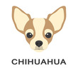Vector illustration og chihuahua dog in flat style. Chihuahua flat icon.