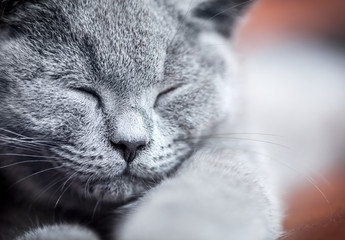 Wall Mural - Young cute cat portrait close-up. The British Shorthair kitten with blue gray fur