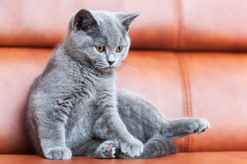 Wall Mural - Young cute cat resting on leather sofa. The British Shorthair kitten with blue gray fur