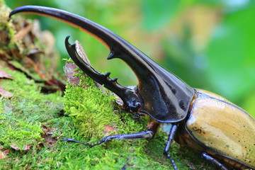 Sticker - Hercules beetle (Dynastes hercules) in Ecuador

