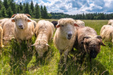 Fototapeta Krajobraz - Owce 