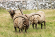 Isle Of Man Manx loaghtan sheep