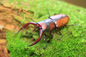 Tokara red stag beetle (Prosopocoilus dissimilis) in Tokara Island, Japan

