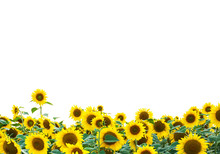 Yellow Sunflowers Isolated Over White