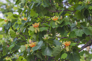 Wall Mural - Tulip tree (Liriodendron tulipifera). Called Tuliptree, American Tulip Tree, Tulip Poplar, Yellow Poplar, Whitewood and Fiddle-tree also. 
Symbol of Indiana, Kentucky and Tennessee