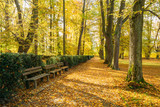 Fototapeta Pomosty - Old Benches In Beautiful Autumn City Park. Sunny Day