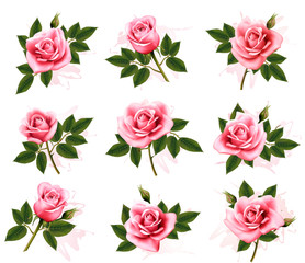 Fototapete - Set of beautiful pink roses. Vector.