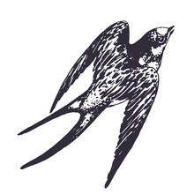 Vector Hand Drawn Swallow Bird Illustration. Flying Swift Detailed Sketch, Beautiful Animal In The Wild