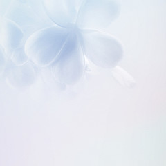 frangipani (plumeria) , in soft color and blur style for background

