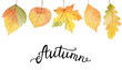 Autumn watercolor illustration with colored leaves and hand lettering.