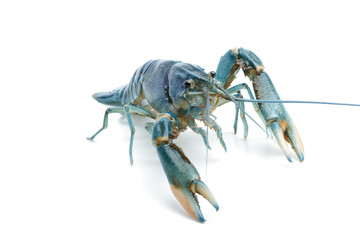 Wall Mural - Blue crayfish - Fresh water Lobster on white background