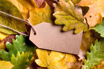 Wall Mural - autumn leaf composition, paper tag. studio shot, wooden back